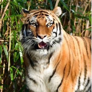 Meet your Posher, Selem